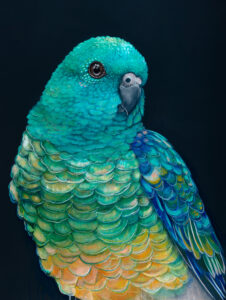 'Banjo' The Red Rumped Parrot