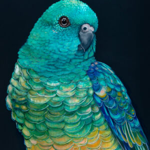 'Banjo' The Red Rumped Parrot