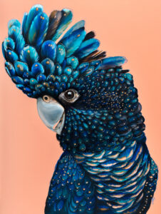 'Jarrah' The Red Tailed Black Cockatoo