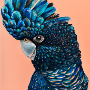 'Jarrah' The Red Tailed Black Cockatoo