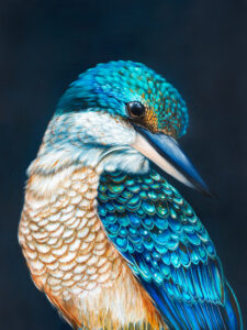 'Kingsley' The Sacred Kingfisher
