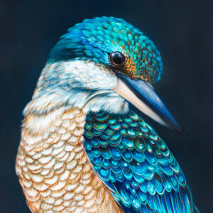 'Kingsley' The Sacred Kingfisher