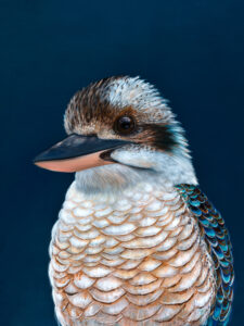 'Ollie' The Laughing Kookaburra