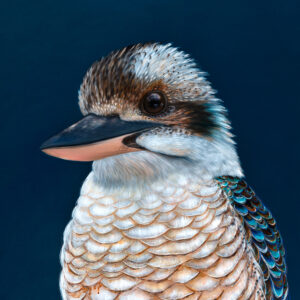 'Ollie' The Laughing Kookaburra