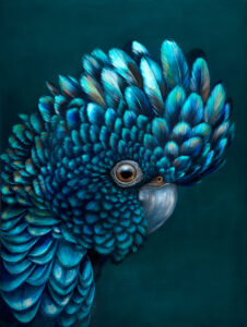 'Oz' The Red Tailed Black Cockatoo