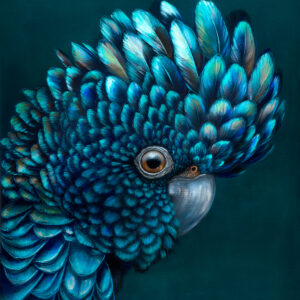 'Oz' The Red Tailed Black Cockatoo