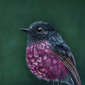 'Fletcher' The Pink Robin