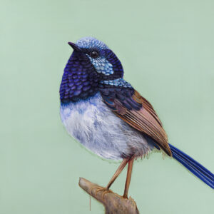'Pip' The Superb Fairy Wren