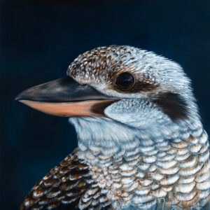 'Reflection' Laughing Kookaburra