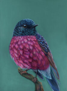 'Roy' The Pink Robin