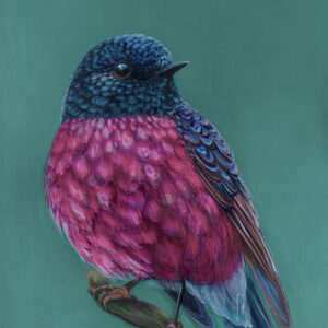 'Roy' The Pink Robin