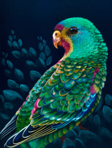 'Swifty' The Swift Parrot