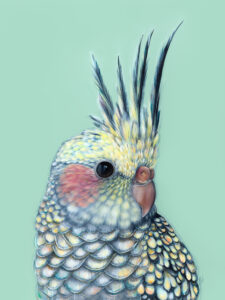 'Tilly' The Cockatiel