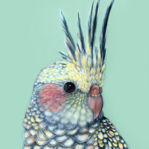 'Tilly' The Cockatiel