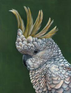 'Rusty' The Sulphur Crested Cockatoo