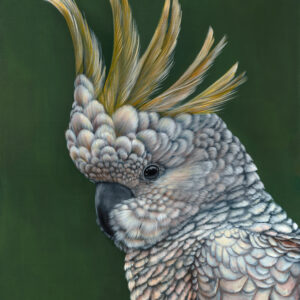 'Rusty' The Sulphur Crested Cockatoo