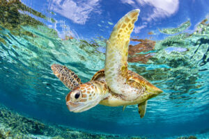 Aqua Blue Sea Turtle | Great Barrier Reef