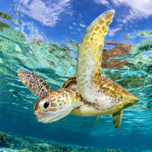 Aqua Blue Sea Turtle | Great Barrier Reef