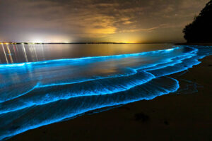 Bioluminescence Jervis Bay