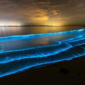 Bioluminescence Jervis Bay