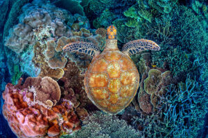 Colours of the Reef | Great Barrier Reef
