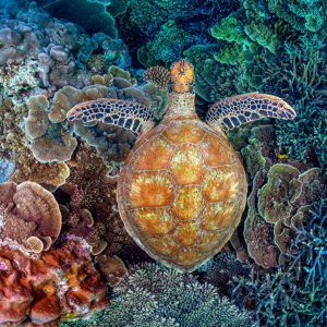 Colours of the Reef | Great Barrier Reef