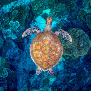 Coral Guardian | Great Barrier Reef
