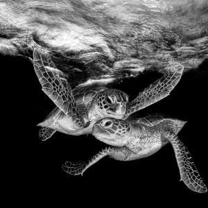 Double Trouble | Monochrome