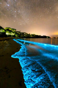 Electric Blue Bioluminescence