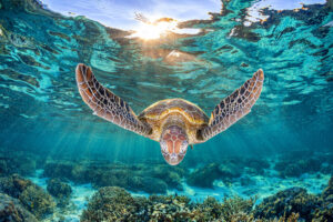 Ethereal Light | Great Barrier Reef