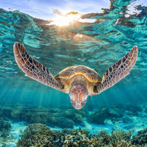 Ethereal Light | Great Barrier Reef