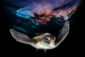 Galactic Turtle | Great Barrier Reef