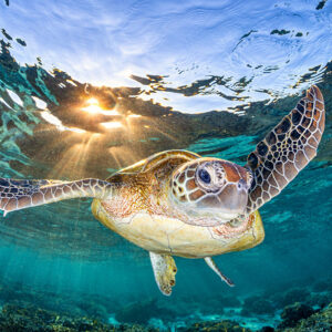 Golden Light Turtle | Great Barrier Reef