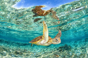 Green Sea Turtle Clarity | Great Barrier Reef