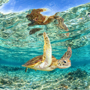 Green Sea Turtle Clarity | Great Barrier Reef