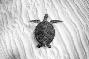 Green Sea Turtle | Great Barrier Reef