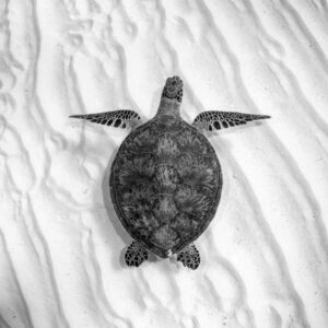 Green Sea Turtle | Great Barrier Reef