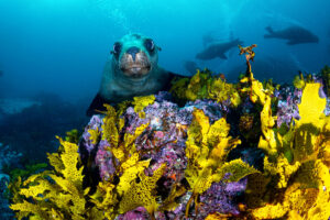 Jervis Bay Fur Seals