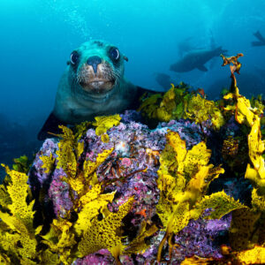 Jervis Bay Fur Seals