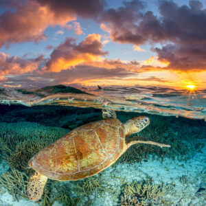 Magic Mornings | Great Barrier Reef