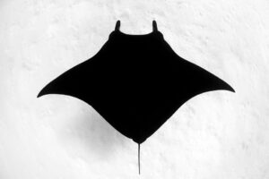 Melanistic Manta Ray | Monochrome
