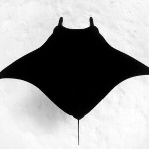 Melanistic Manta Ray | Monochrome