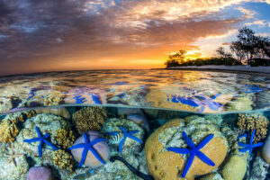 Sea Star Sunset | Great Barrier Reef
