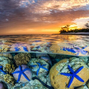 Sea Star Sunset | Great Barrier Reef
