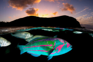 Surge Wrasse Sunset | Lord Howe Island