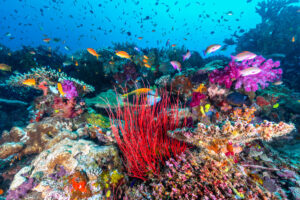 The Rainbow Reef