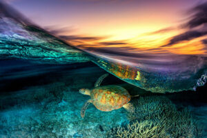 Turtle Blur | Great Barrier Reef