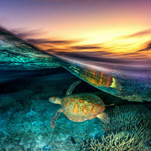 Turtle Blur | Great Barrier Reef