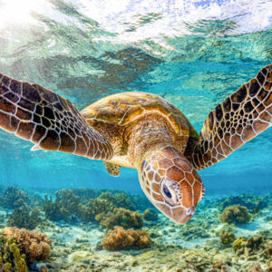 Turtle Glide | Great Barrier Reef