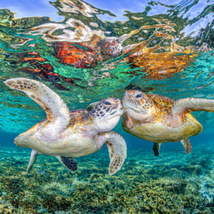 Turtle Kisses | Great Barrier Reef
